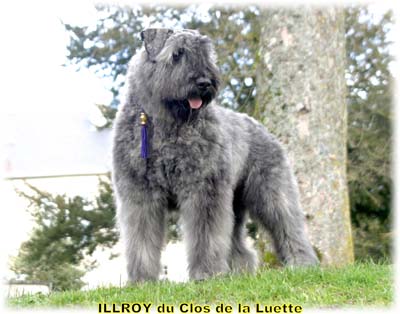 ILLROY © Elevage de bouviers des flandres du Clos de la Luette specialisé pour le bouvier des flandres Copyrigth depose